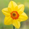 Narcissus 'Pipe Major' (Daffodil 'Pipe Major')