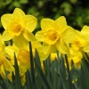 Narcissus 'Dallas' (Daffodil 'Dallas')