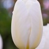             Tulipa 'Francoise' (Tulip 'Francoise')        