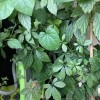 Gynostemma pentaphyllum  (Sweet tea vine)