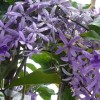Petrea volubilis (Purple wreath)