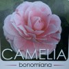 Camellia 'Bonomiana' (Camellia japonica 'Bonomiana')
