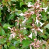 Abelia x grandiflora 'Semperflorens'