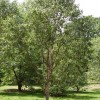 Betula albosinensis (Chinese red birch)