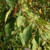 Betula albosinensis (Chinese red birch)