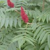 Rhus typhina  (Stag's horn sumach )
