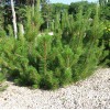 Pinus mugo subsp. mugo (Dwarf mountain pine)