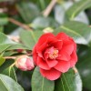 Camellia japonica (Common camellia)