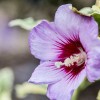 Hibiscus syriacus 'Meehanii' (Rose mallow 'Meehanii')