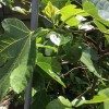 Ficus carica (Fig)