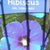 Hibiscus syriacus 'Oiseau Bleu' (Rose mallow 'Oiseau Bleu')