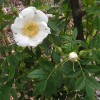 Rosa carolina f. alba (White pasture rose)
