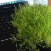 Sagina subulata 'Lime Moss' (Pearlwort 'Lime Moss')