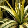 Yucca recurvifolia 'Banana Split'