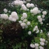 Hydrangea arborescens 'Grandiflora' (Hydrangea 'Grandiflora')