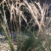 Stipa tenuissima  (Mexican feather grass)