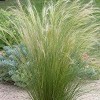 Stipa tenuissima  (Mexican feather grass)
