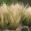Stipa tenuissima (Mexican feather grass)