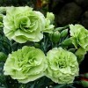Dianthus 'Adorable Jade' (Adorable Series) (Border carnation 'Adorable Jade')