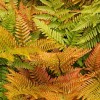 Dryopteris erythrosora (Copper shield fern)