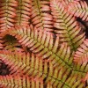 Dryopteris erythrosora (Copper shield fern)