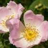 Rosa canina (Dog rose)