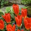Tulipa (any spring-blooming hybrid variety)