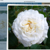 Rose 'Better Homes & Gardens Diamond Jubilee' (Rosa 'Better Homes & Gardens Diamond Jubilee')
