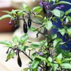Capsicum annuum 'Purple Gusto' (Pepper 'Purple Gusto')
