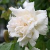 Rosa 'Madame Alfred Carriere' (Rose 'Madame Alfred Carriere')