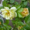 Rosa 'Maigold' (Rose 'Maigold')