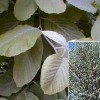 Sorbus aria 'Lutescens' (Whitebeam 'Lutescens')