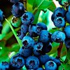             Vaccinium corymbosum 'Jersey' (Highbush blueberry 'Jersey')        
