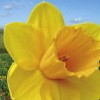             Narcissus 'Trelawney Gold' (Daffodil 'Trelawney Gold')        