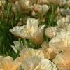 Eschscholzia californica Thai Silk Series (California poppy Thai Silk Series)