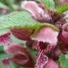 Lamium orvala pink-flowered