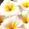 Primula japonica 'Dunbeg' (Kennedy Irish Series)