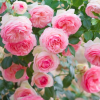 Rosa 'Eden Rose' (Rose 'Eden Rose')