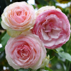 Rosa 'Eden Rose' (Rose 'Eden Rose')