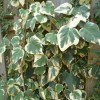 Hedera colchica 'Dentata Variegata' (Persian ivy 'Dentata Variegata')