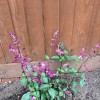 Salvia 'Love and Wishes' (Sage 'Love and Wishes')