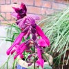             Salvia 'Love and Wishes' (Sage 'Love and Wishes')        