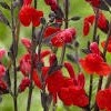 Salvia 'Red Swing'