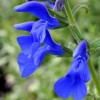 Salvia patens (Gentian sage)