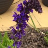 Salvia viridis 'Blue'  (Annual clary 'Blue' )