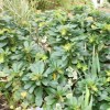 Spurge (Euphorbia donii)
