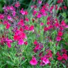 Salvia x jamensis 'Raspberry Royale' (Sage 'Raspberry Royale')