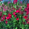 Salvia x jamensis 'Raspberry Royale' (Sage 'Raspberry Royale')