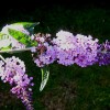 Buddleja 'Flutterby Lavender' (Flutterby Series) (Butterfly bush 'Flutterby Lavender')