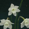 	        Narcissus 'Picoblanco' (Daffodil 'Picoblanco')	    
